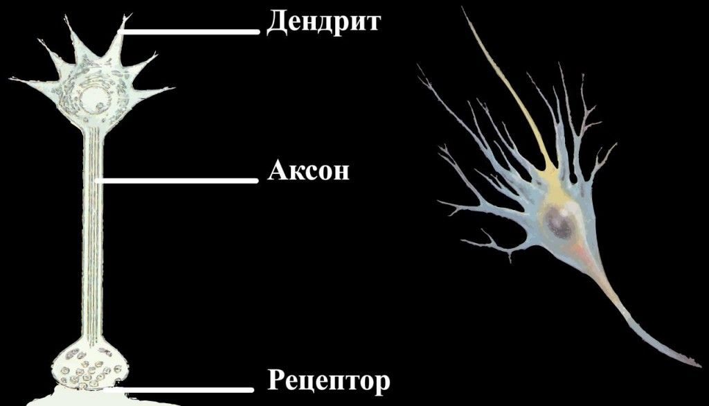 Центральная структурно-функциональная организация физиологической системы 